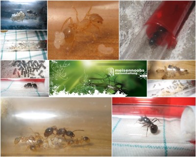 Kopie von Ameisen_collage_2.jpg