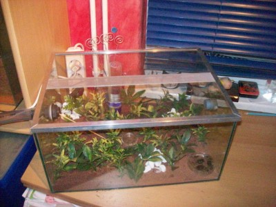 Ameisenbilder 042.JPG