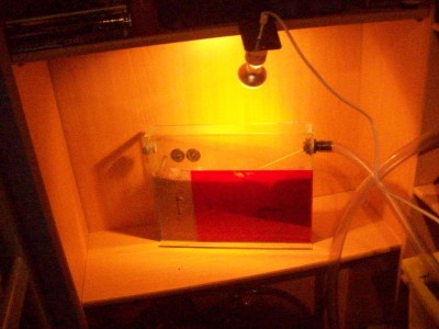 Ameisenbilder 044.JPG