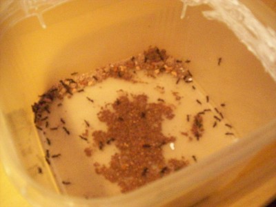 Ameisenbilder 003.JPG