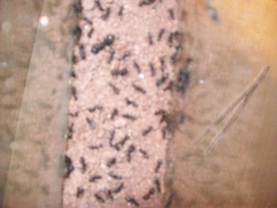 Ameisenbilder 018.JPG