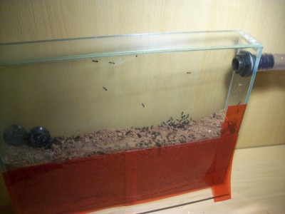 Ameisenbilder 029.JPG