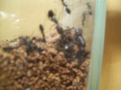 Ameisenbilder 027.JPG