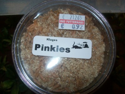 Ameisenbilder 009.JPG