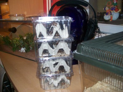 Ameisenbilder 015.JPG