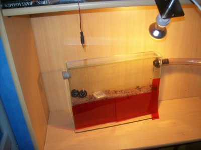 Ameisenbilder 007.JPG