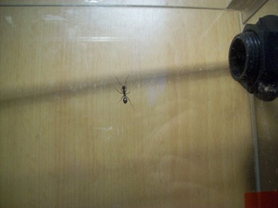 Ameisenbilder 004.JPG