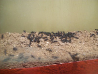 Ameisenbilder 002.JPG