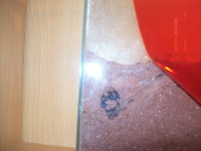 Ameisenbilder 009.JPG