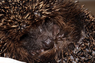 Igel2.JPG