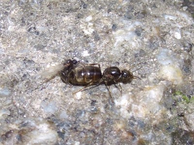 Lasius-niger-akt.jpg
