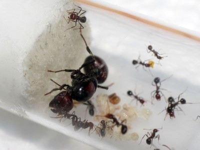 Messor cephalotes colony 3.jpg