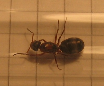 Formica sp 4.jpg