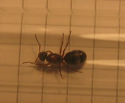 Formica sp 3.jpg