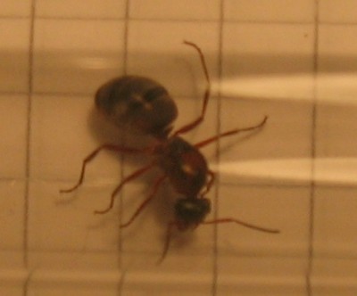 Formica sp 2.jpg