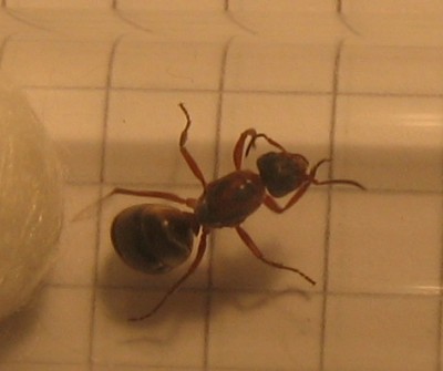 Formica sp 1.jpg