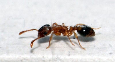 Temnothorax spec..jpg