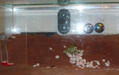 H. venator formacarium.JPG