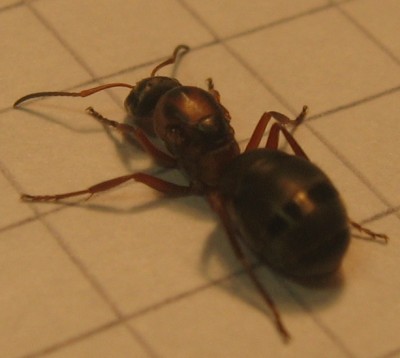Formica sp 018.jpg