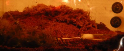 Odontoponera trans.  formacrium.JPG