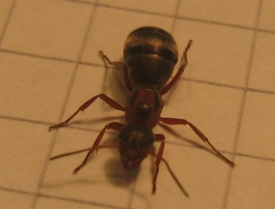 Formica sp 014.jpg