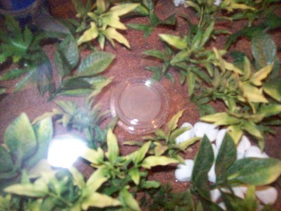 Das Zuckerwasser, noch nicht ganz gelöst. / Ameisenbilder 004.jpg Ameisenbilder 004.jpg