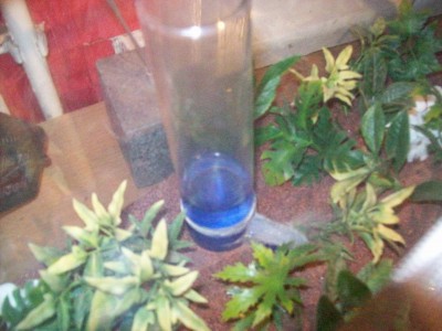 Die Tränke, muss mal aufgefüllt werden^^ / Ameisenbilder 005.jpg Ameisenbilder 005.jpg