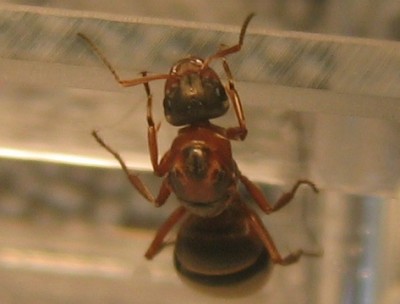 Formica spec 039.jpg