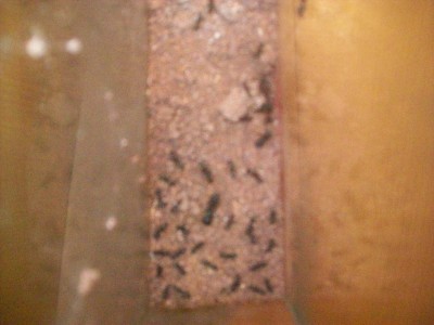 Die große Ameisen ist ein Super Major, größer als andere Majoren. / Ameisenbilder 011.jpg Ameisenbilder 011.jpg