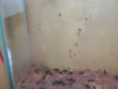 Ameisenbilder 024.jpg