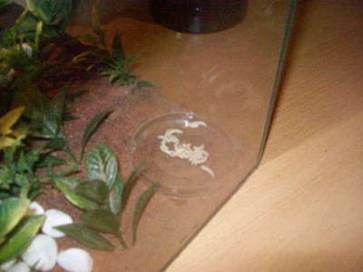 Die Maden / Ameisenbilder 001.jpg Ameisenbilder 001.jpg