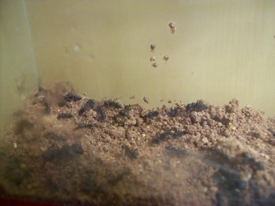 Ameisenbilder 038.jpg