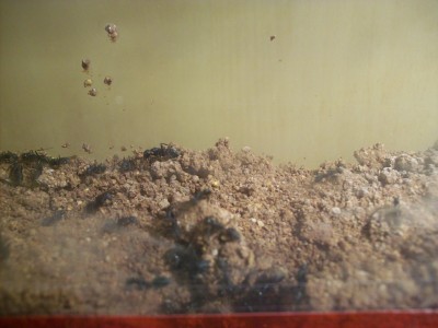 Ameisenbilder 047.jpg