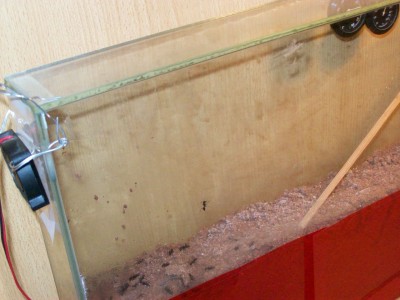 Ameisenbilder 022.jpg