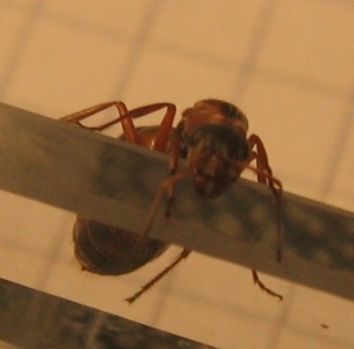 Formica spec 062.jpg