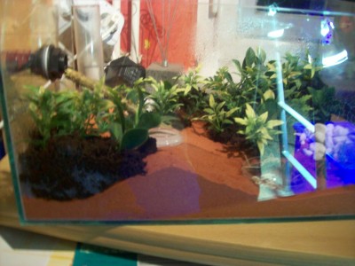 Ameisenbilder 074.jpg