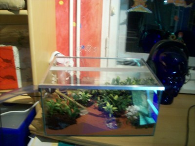 Ameisenbilder 079.jpg