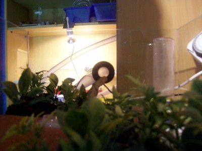 Ameisenbilder 072.jpg