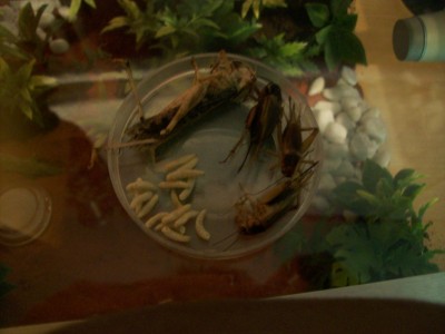 Ameisenbilder 061.jpg