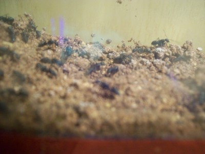 Ameisenbilder 101.jpg