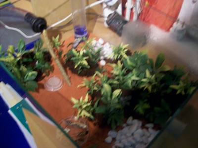 Ameisenbilder 073.jpg