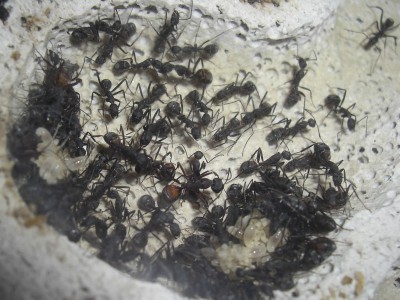 ants_Camponotus_cruentatus15.jpg