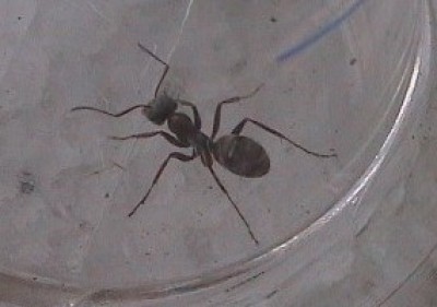 Ant3.JPG