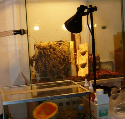 polyrhacis form 001.JPG