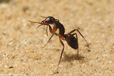 Camponotus-3-800+C.jpg