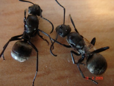 jungköniginnen 18.02.jpg