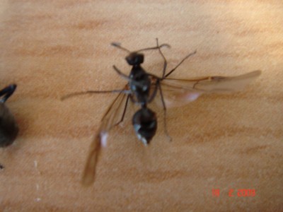 18.02 ... totes männchen / männchen 18.02.jpg männchen 18.02.jpg