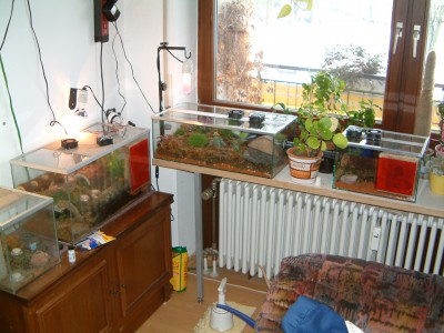 0902 Ameisen (33).JPG