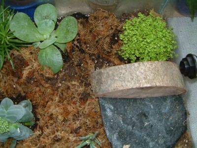 0902 Ameisen (32).JPG