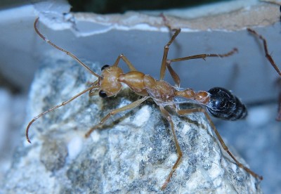 Myrmeciajungarbeiterin.jpg